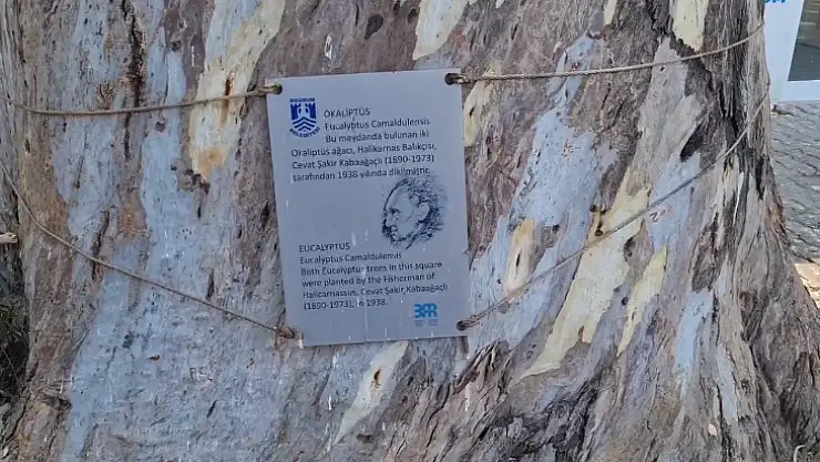 Asırlık Ağacın Dalları Kırılıp Binanın Üzerine Düştü