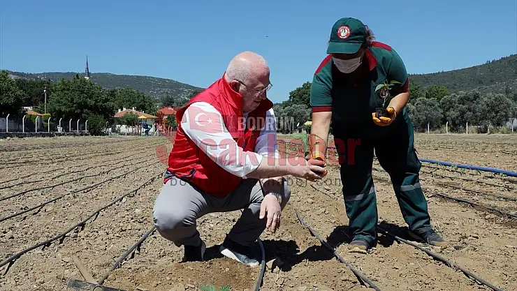 Ata tohumlarından yetiştirilen 55 bin fide toprakla buluştu
