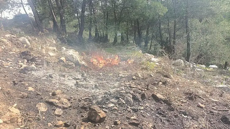 Ateş Yakıp Ağaçları Kesen Şahıslar Yakalandı