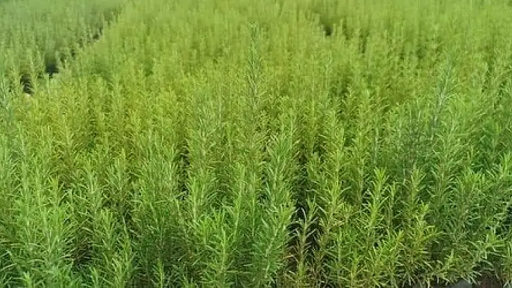 Atıl araziler biberiye üretimiyle canlanıyor