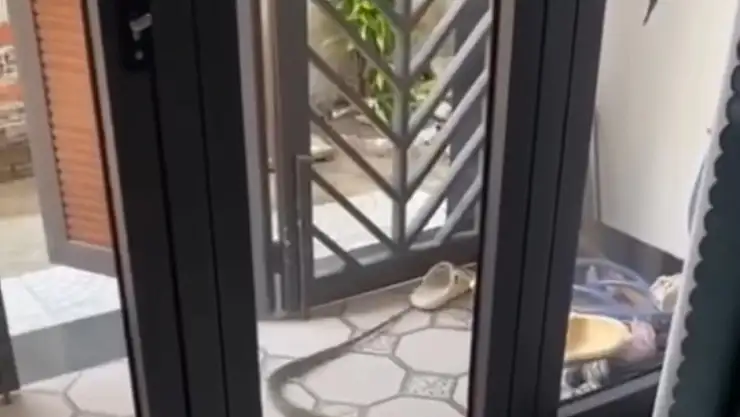 Eve giren yılan paniğe neden oldu