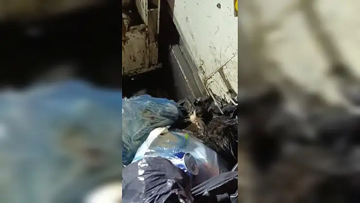 Belediye personelinin dikkati kediyi kurtardı