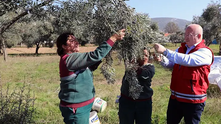Belediyeye Ait Arazilerde Zeytin Hasadı Yapıldı