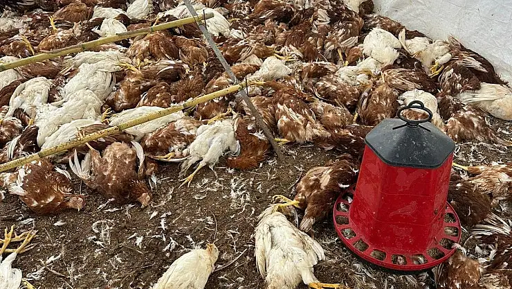 Bitez'de Sokak Köpeklerinin Saldırısı: Tavuklar Telef Oldu