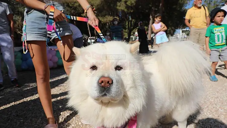 BODRUM BELEDİYESİ CAN DOSTLARI İÇİN ŞENLİK DÜZENLEDİ