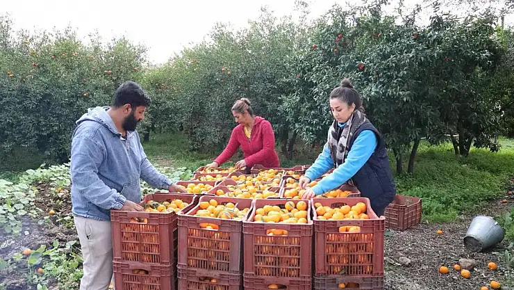 Bodrum Belediyesi Mandalina Alımına Devam Ediyor