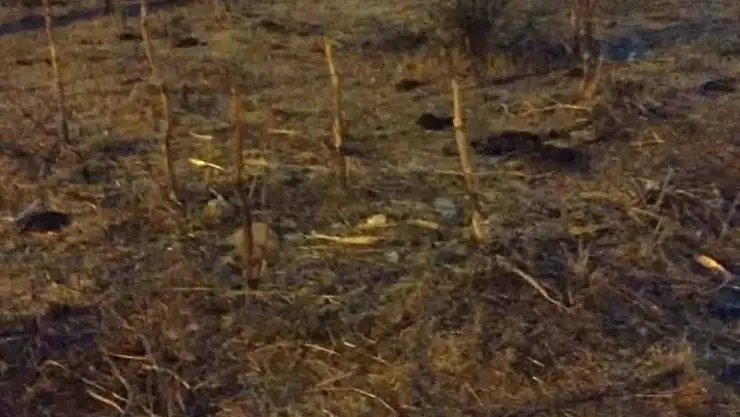 Bodrum belediyesi'nden duyarlı müdahale