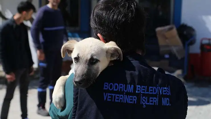 Bodrum Belediyesi'nden sokak hayvanları açıklaması ! hiçbir can siyasi malzeme değildir