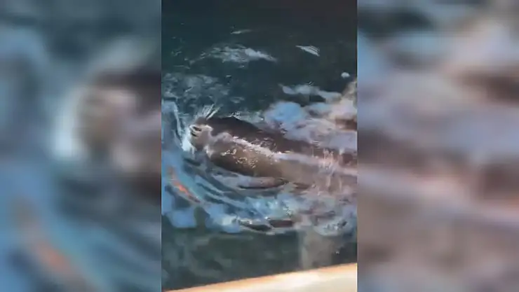 Bodrum'da nadir görüntü Akdeniz Foku limanda avlanırken görüldü