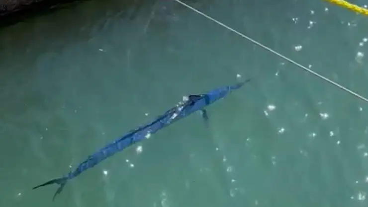 Bodrum'da nadir ziyaretçi mavi yelken balığı limanda görüntülendi