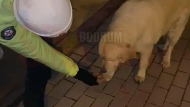 Bodrum Emniyet Müdürlüğü Mağdur olan Vatandaşların ve Sokak hayvanlarının Yanında
