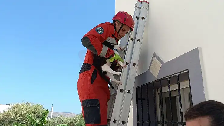 Bodrum İtfaiye Ekipleri Pencereye Sıkışan Yavru Kediyi Kurtardı