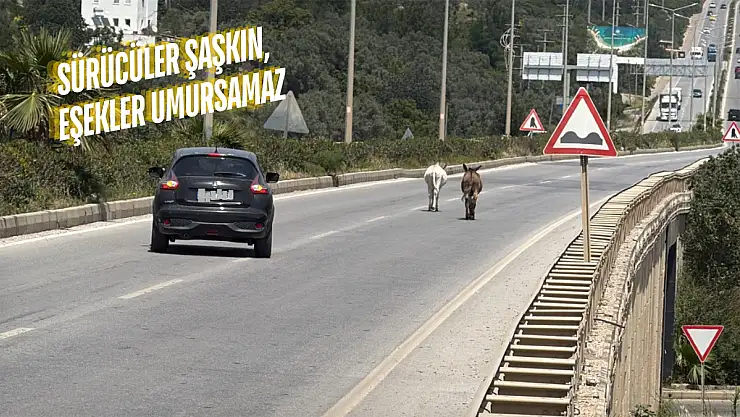 Bodrum-Milas Karayolu'nda İki Eşek Trafiği Tehlikeye Attı