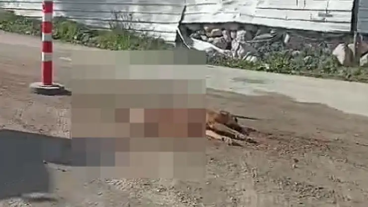 Bodrum Sıcak Haber İhbar Hattına Atılan Görüntüler Üzdü