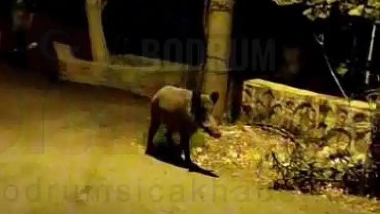 Bodrum Sokaklarında Dolaşan Domuzlar Kameralara Yansıdı