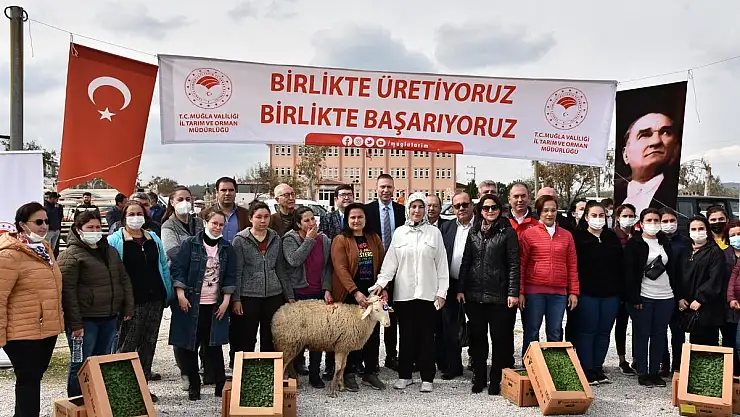Bodrum ve Milaslı Üreticilere 135 bin Adaçayı ve Kekik Fidesi Dağıtıldı.
