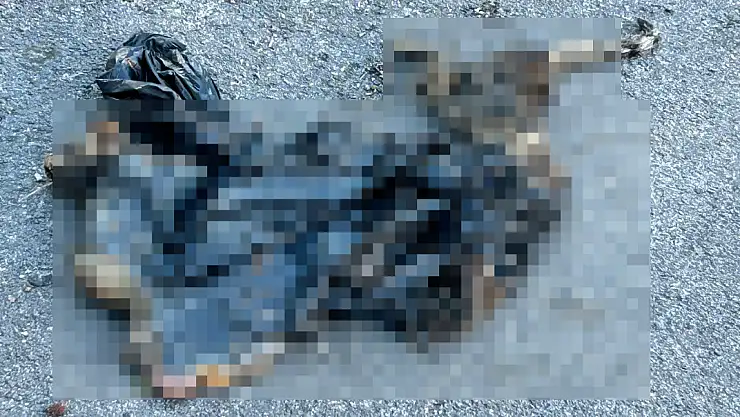 Bodrum'da 3 Kedi Poşet İçinde Ölü Bulundu