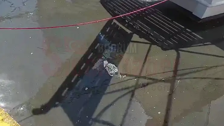 Bodrum'da Atık Sular Denize Akıyor