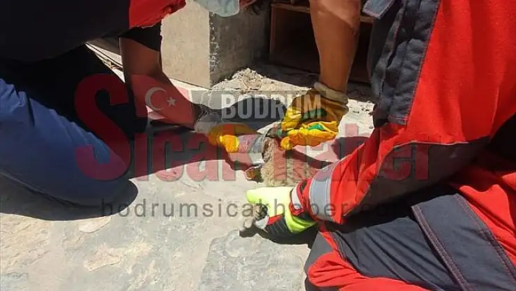 Bodrum'da başı konserve kutusuna sıkışan kedi kurtarıldı