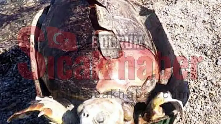 Bodrum'da Caretta Darp Edilmiş Halde Ölü Bulundu