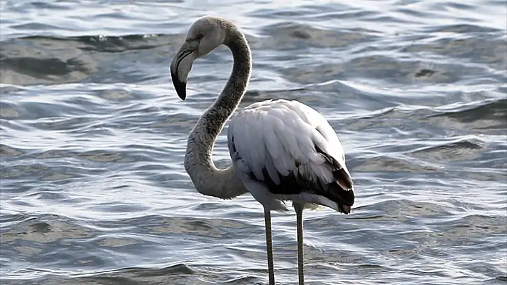 Bodrum'da dere kenarında bulunan yavru flamingo belediye ekiplerince kurtarıldı