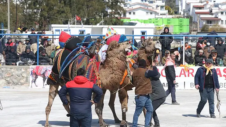 Bodrum'da Geleneksel Deve Güreşi Festivali Düzenlendi
