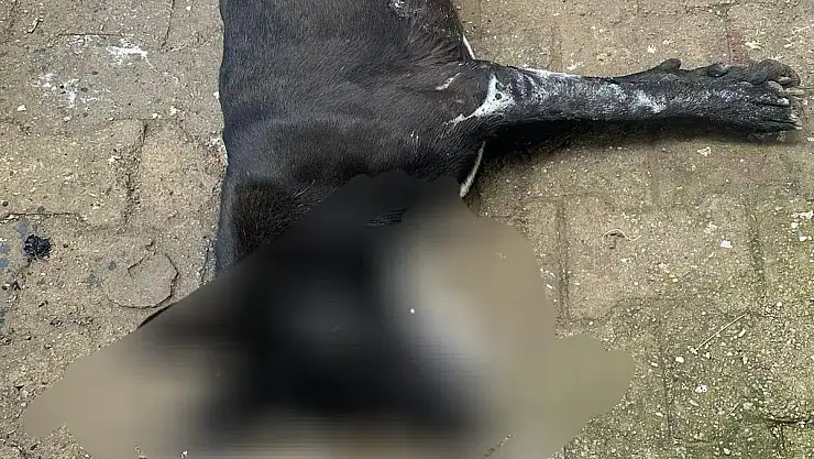 Bodrum'da Hayvan Katliamı: Zehirlenen 6 Canımız Hayatını Kaybetti
