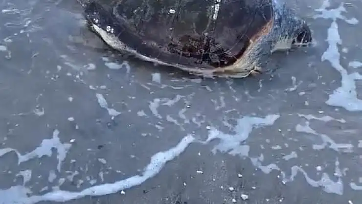 Bodrum'da Nesli Tehlike Altındaki Caretta Caretta Kıyıya Vurdu