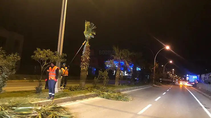 Bodrum'da Palmiyeler Sezona Hazırlanıyor