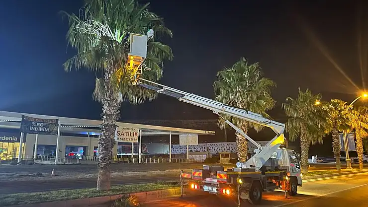 Bodrum'da Sabahın İlk Işıklarında Budama Çalışması