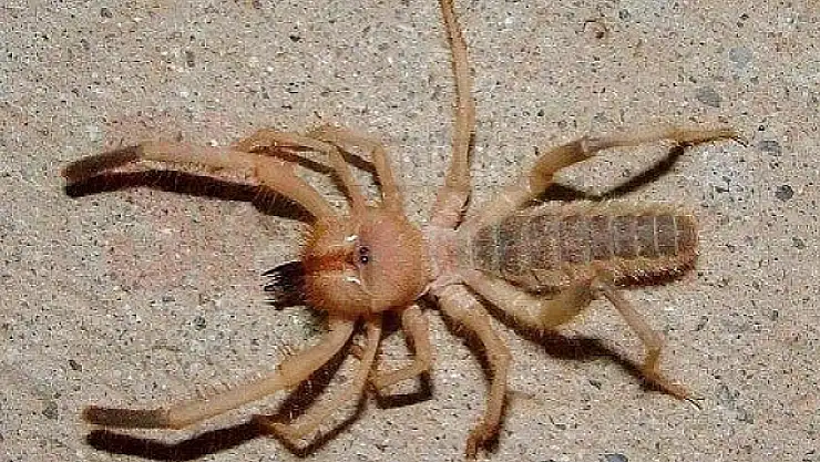Bodrum'da Sarıkız Paniği
