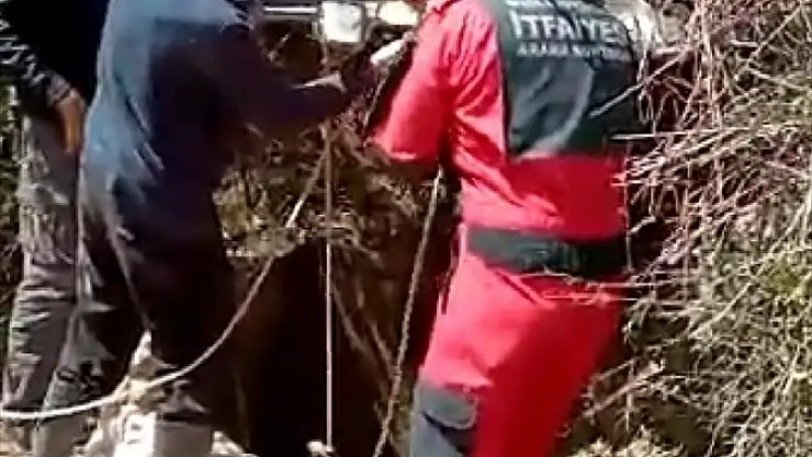 Bodrum'da tarlada otlarken kuyuya düşen inek kurtarıldı