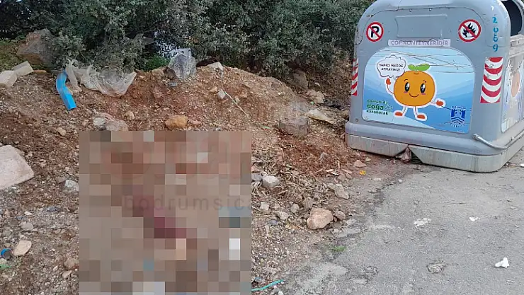 Bodrum'da Tilkiyi Vahşice Öldürdüler