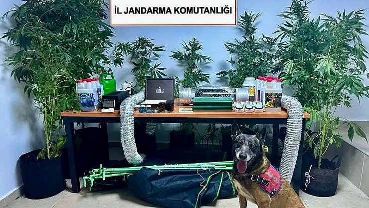 Bodrum'da Uyuşturucu Operasyonu: Kenevir Yetiştiren Şahsa Adli İşlem Başlatıldı
