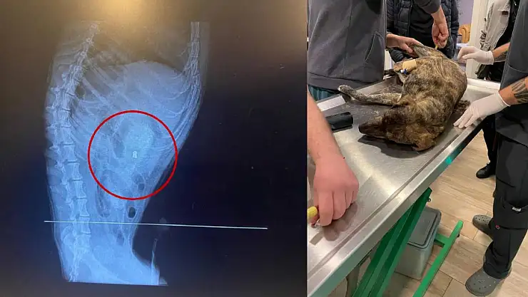 Bodrum'da Vahşetin Böylesi Görülmedi