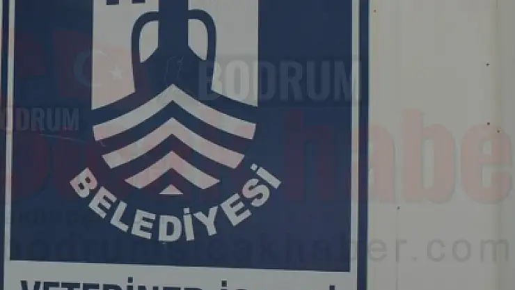 Bodrum'da Veterinerler Hakkında Vahim İddialar