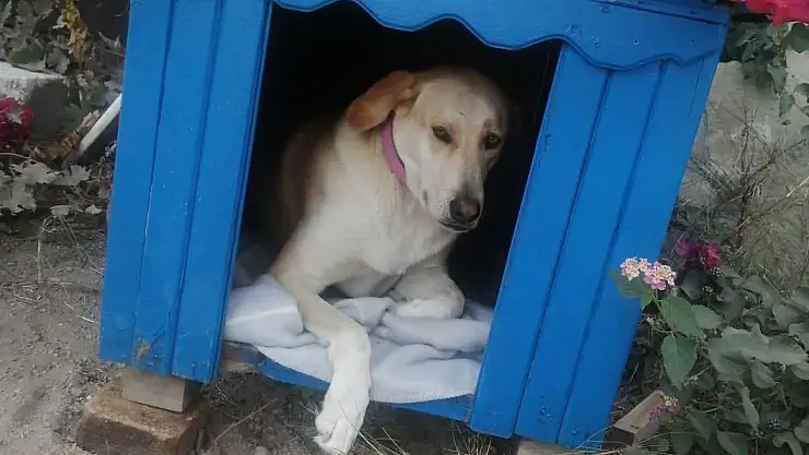 Bodrum'da Vicdanları Sızlatan Olay: Masum Köpeği Silahla Vurdular