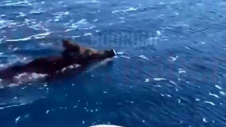 Bodrum'da Yüzen Domuz Görenleri Şaşırttı