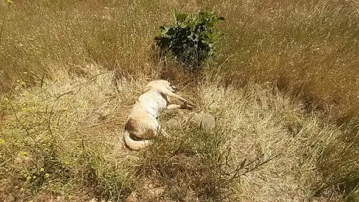 Bodrum'da Zehir Skandalı: 5 Köpek ve 2 Kedi Zehirlenerek Öldürüldü'