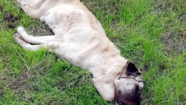 Bodrum'da Zehirlenmeler Çoğaldı, 1 Köpek ise Telle Boğuldu