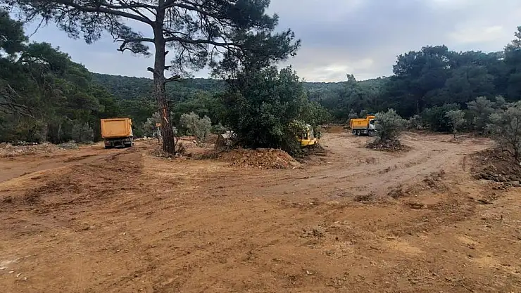 Bodrum'da Zeytin Ağacı Katliamı