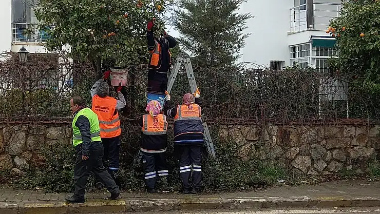 Bodrum'daki Turunçlar TARKO Bünyesinde Reçel Olacak