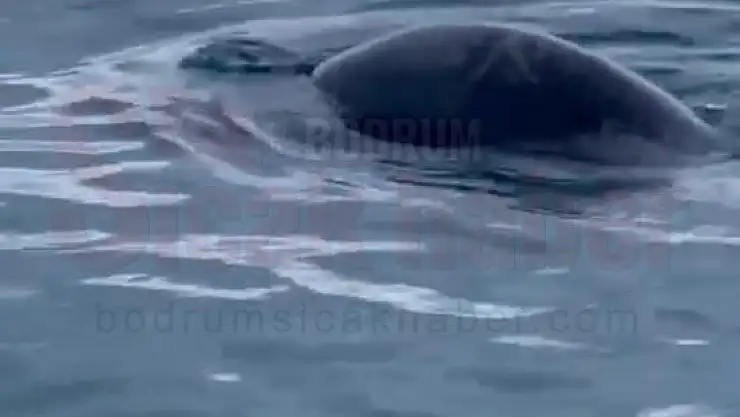 Bodrum'un Müdavimi Oldu