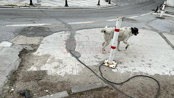 Bu Kadar Duyarsızlık Pes Dedirtti