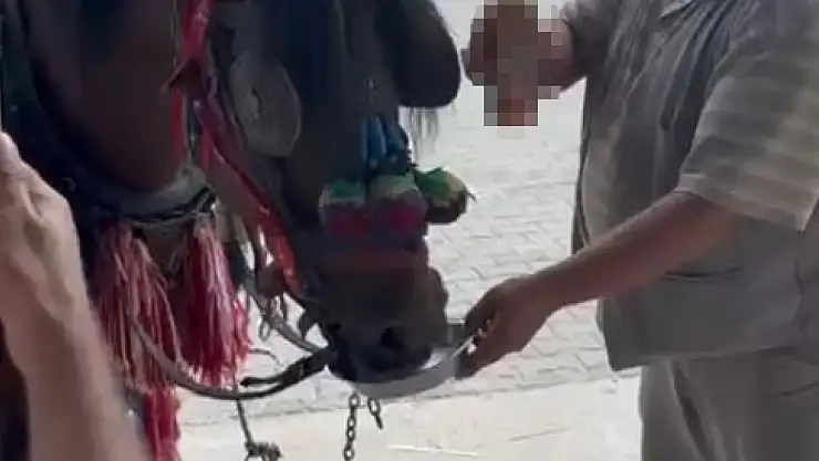 'Bu kadarı olmaz' dedirten görüntüler: Fayton çeken ata alkol içirdiler