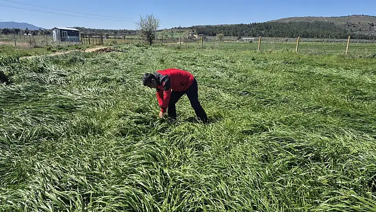 Buğday Alanlarında Süne Zararı Kontrolleri Yapıldı