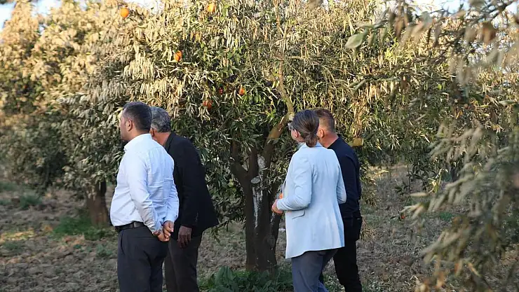 Büyükşehir Belediyesi'nden Zirai Don Sonrası Üreticiye Destek