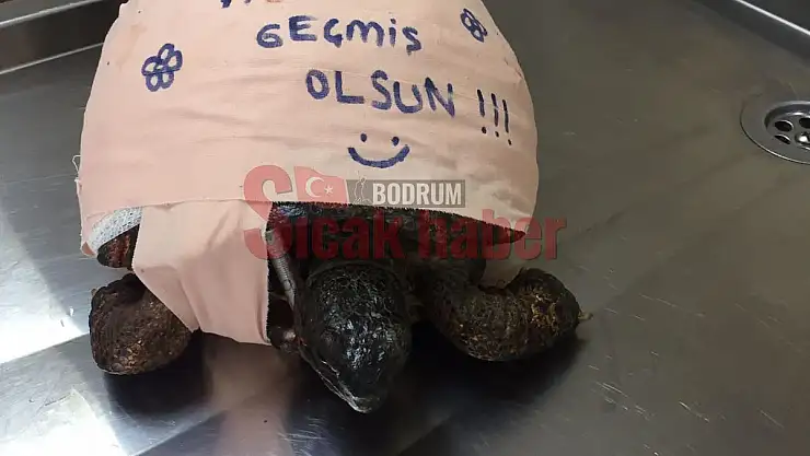 Büyükşehir Ekipleri Kaplumbağayı Hayatta Bağladı