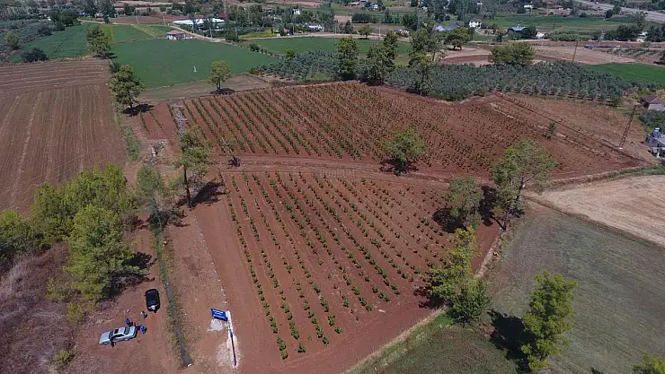 Büyükşehir, Muğla'da 228 Bin 400 Ağacı Toprakla Buluşturdu