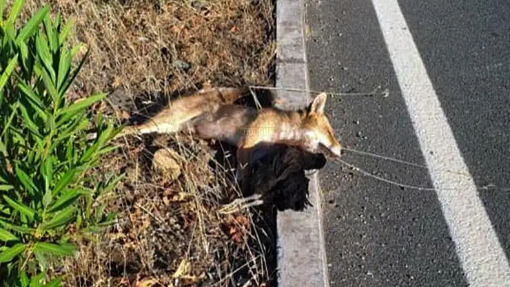 Çaldığı Tavuğu Yiyemeden Araba Çarptı